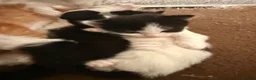British Longhair cats for sale: Chunky long haired kittens  - Advert 13