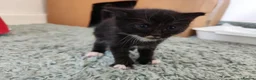 Mixed Breed cats for sale: Playful and Adorable Kittens for their new Homes!! in Hounslow - Advert 4