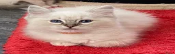 Ragdoll cats for sale: Ragdoll babies  - Advert 9