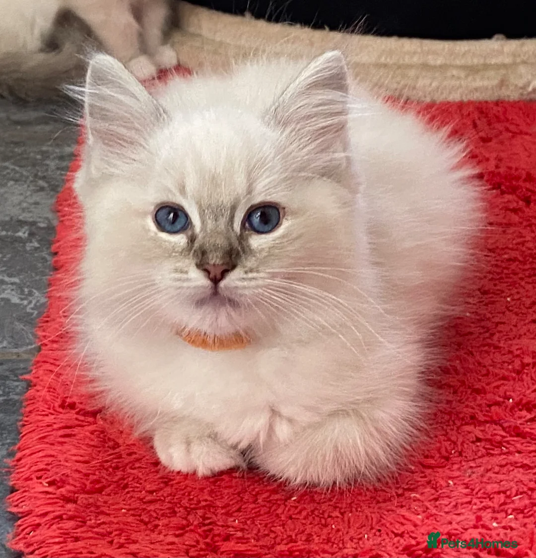 Ragdoll cats for sale: Ragdoll babies  - Advert 9