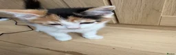 Mixed Breed cats for sale: 3 Boys and 2 Girls mixed colour kittens - Advert 4