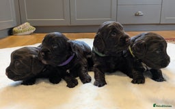 Cockapoo dogs for sale: F1 Cockapoo Chocolate Puppies - Image 12
