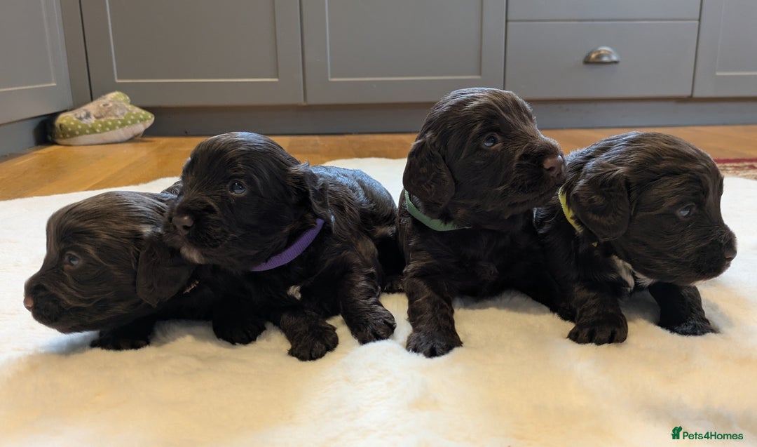 Cockapoo dogs for sale: F1 Cockapoo Chocolate Puppies - Image 12
