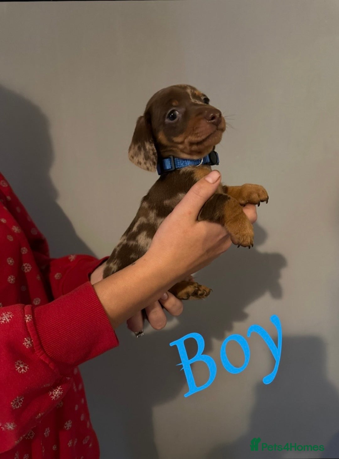 Miniature Dachshund dogs for sale: Miniature dutchound puppies  - Image 7