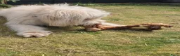 Italian Spinone dogs for sale: Spinone  in Skelmersdale - Advert 3