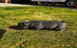 French Bulldog dogs for sale: Beautiful litter of French Bulldog Puppies! - Advert 8