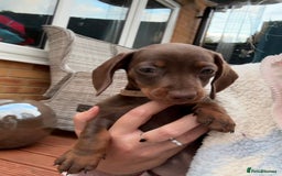 Miniature Dachshund dogs for sale: Miniature dachshund puppies  - Image 38