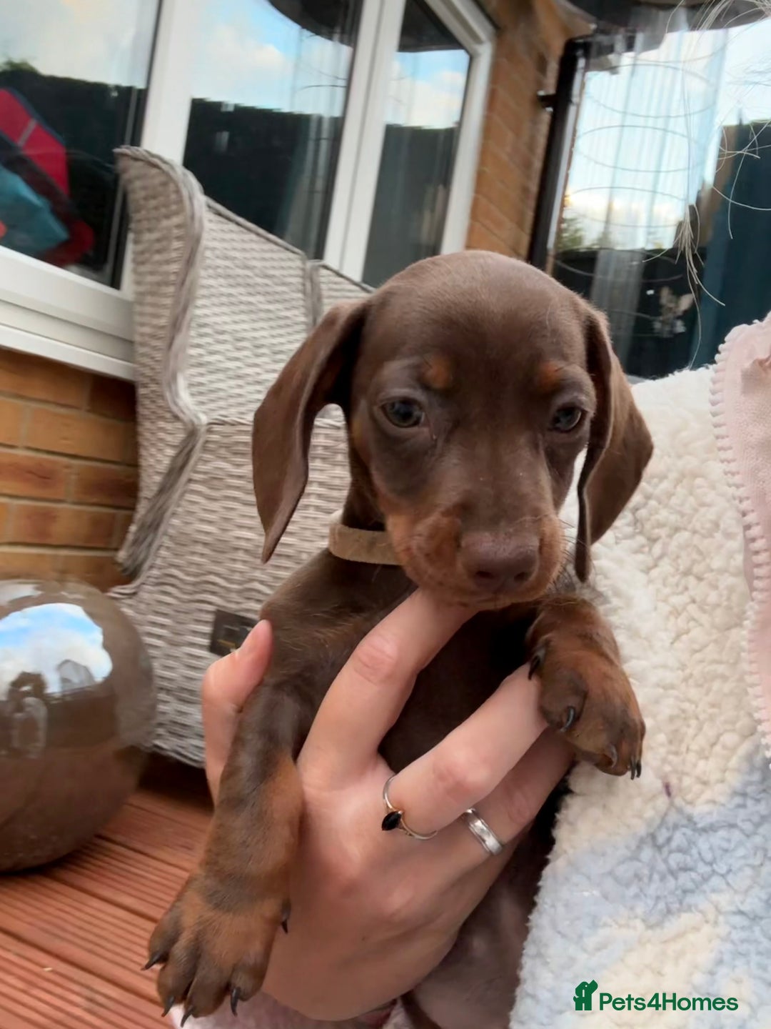 Miniature Dachshund dogs for sale: Miniature dachshund puppies  - Image 38