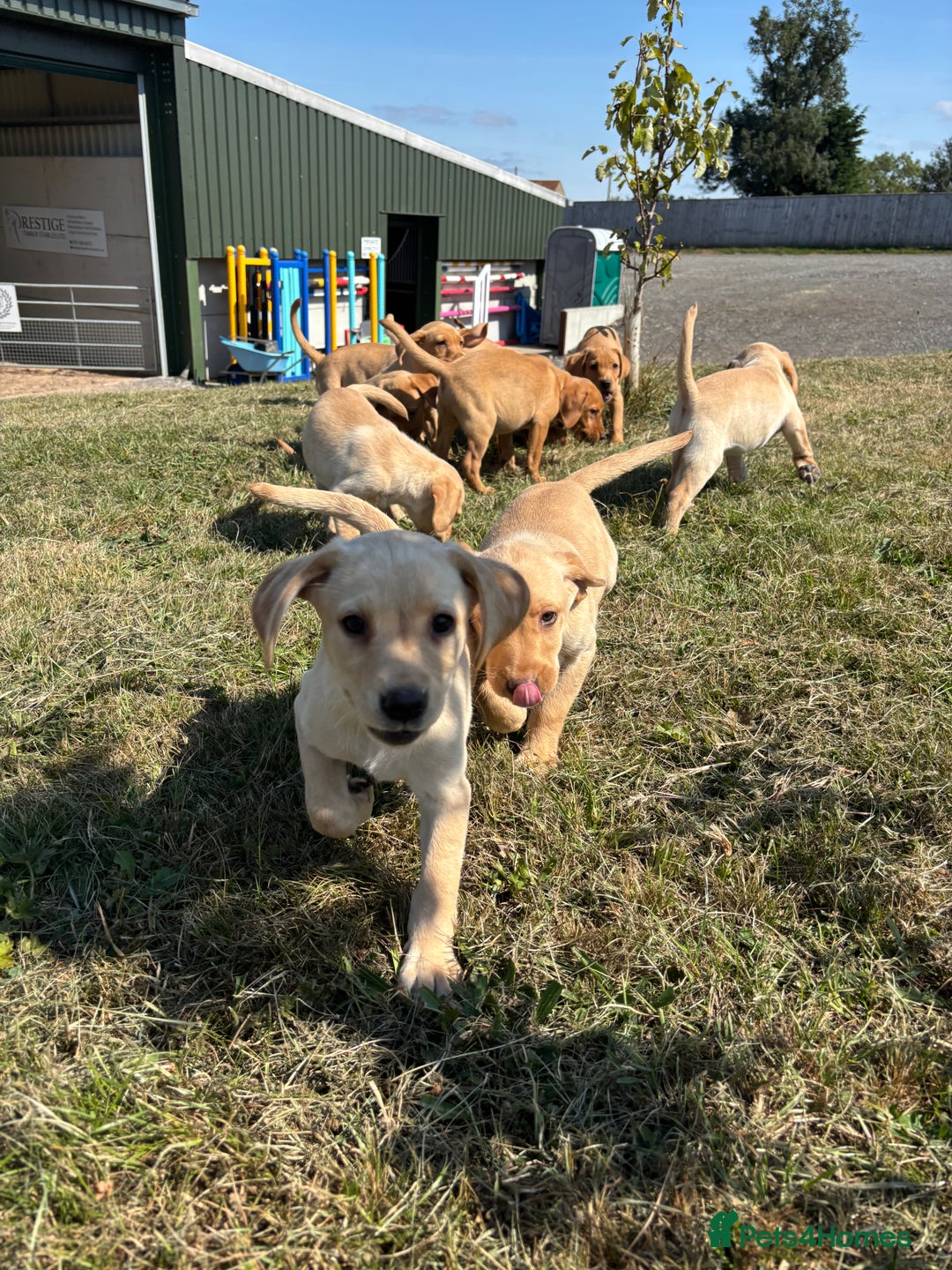 Labrador Retriever dogs for sale: Chunky Labrador puppy’s  - Image 9