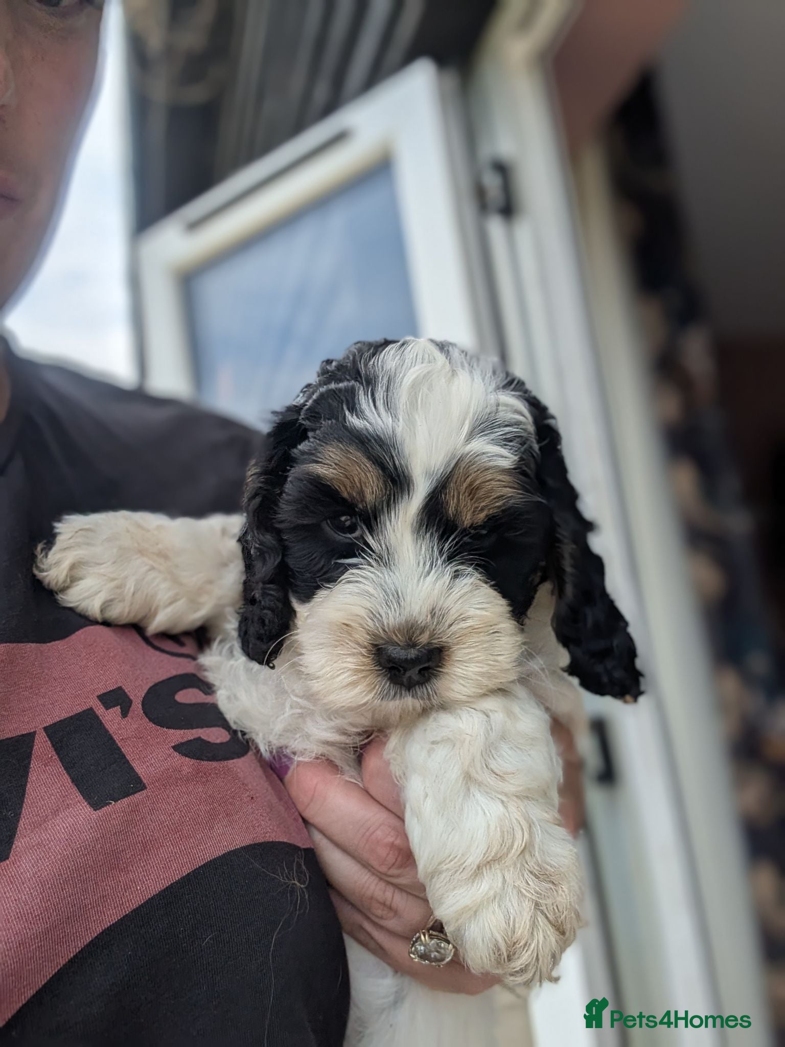 Cockapoo dogs REDUCED & READY TO GO Gorgeous F1 Cockapoos 2 LEFT - Advert 2