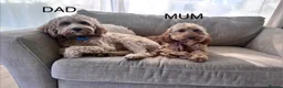 Cockapoo dogs for sale: Beautiful F2 Cockapoo Puppies in Birmingham - Advert 3