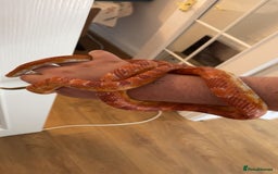 Corn Snake reptiles for sale: Corn snake  - Image 1