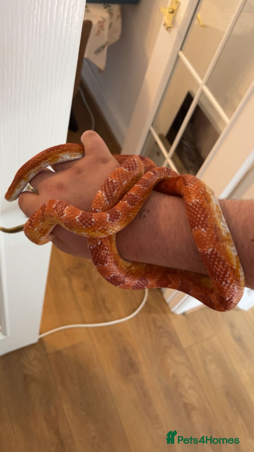 Corn Snake reptiles for sale: Corn snake  - Image 1