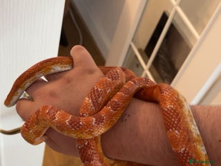 Corn Snake reptiles Corn snake - Advert 6