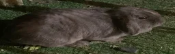 Mini Lop rabbits for sale: Two sisters mini lop must be sold together  in Alfreton - Advert 5