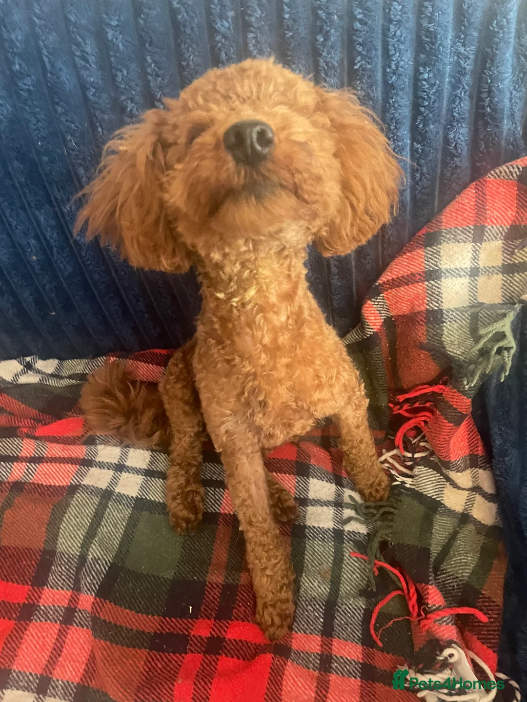 Toy Poodle dogs for sale: 🧸Stunning kc red tiny toy poodles mini bears 🧸  - Advert 2