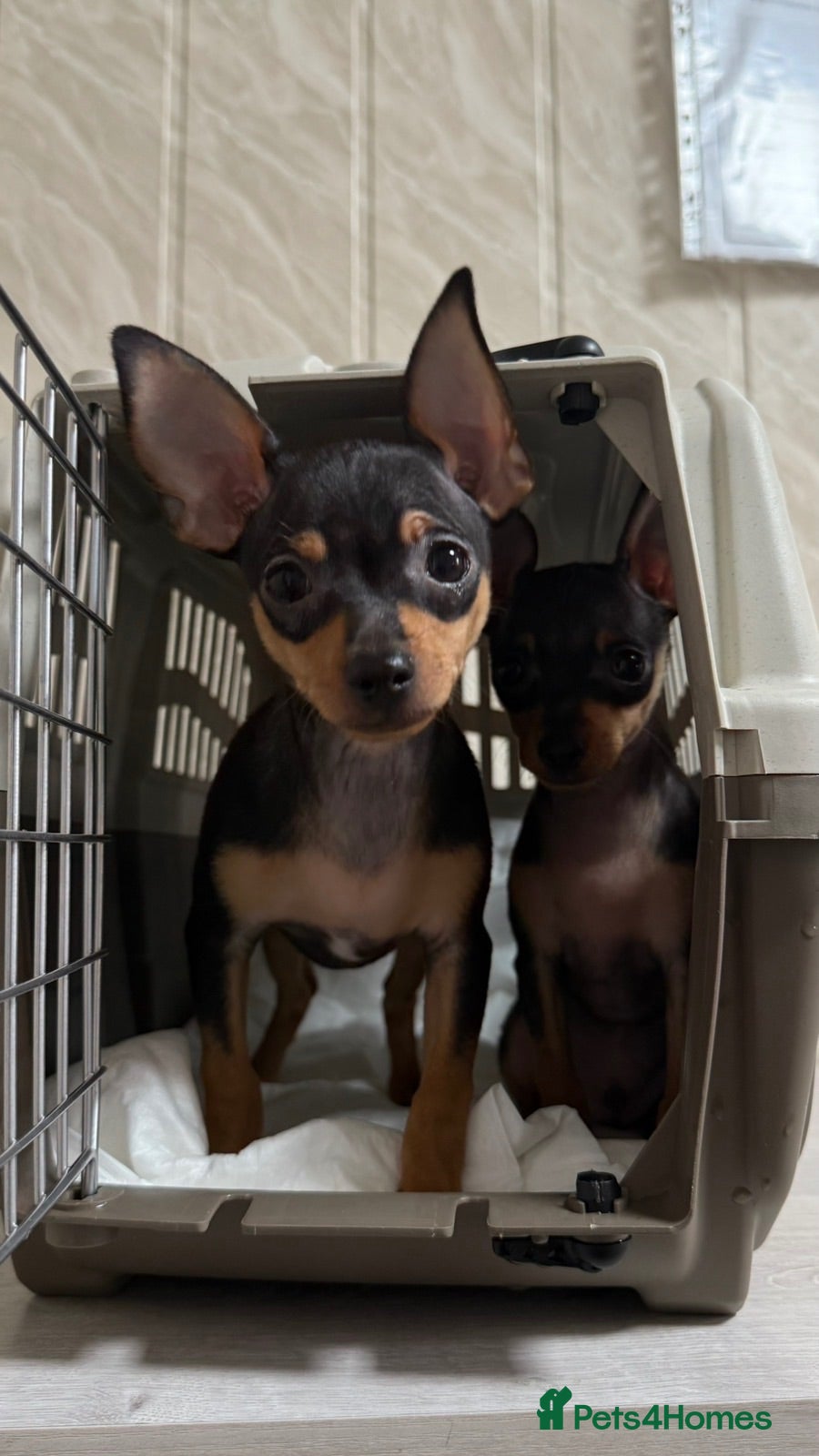 Miniature Pinscher dogs Mini pincher  - Advert 1