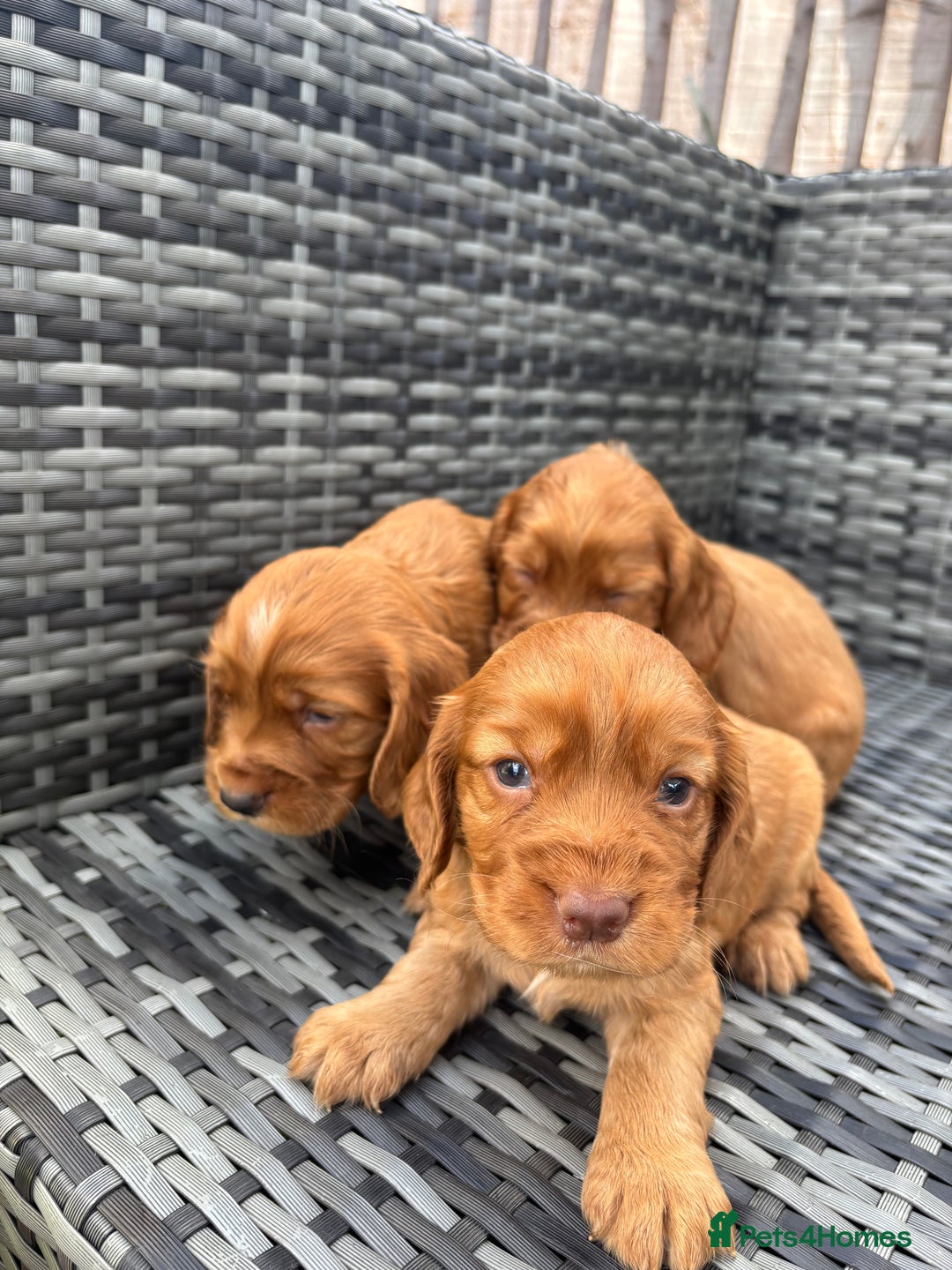 Cocker Spaniel dogs for sale: Gorgeous red cocker spaniels puppies  - Image 20