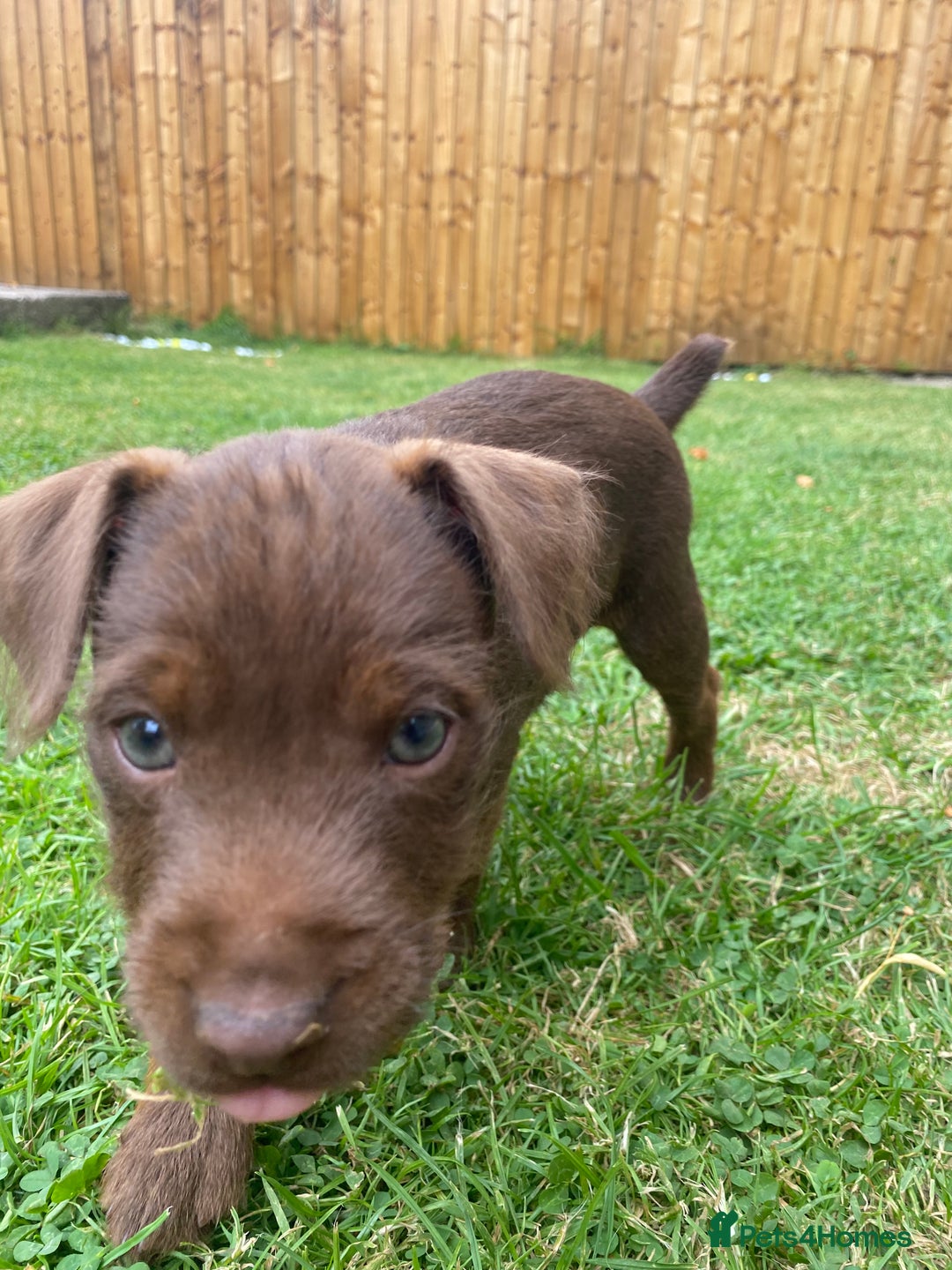 Patterdale Terrier dogs for sale: ⭐️PATTERDALE TERRIER PUPPIES  - Image 17