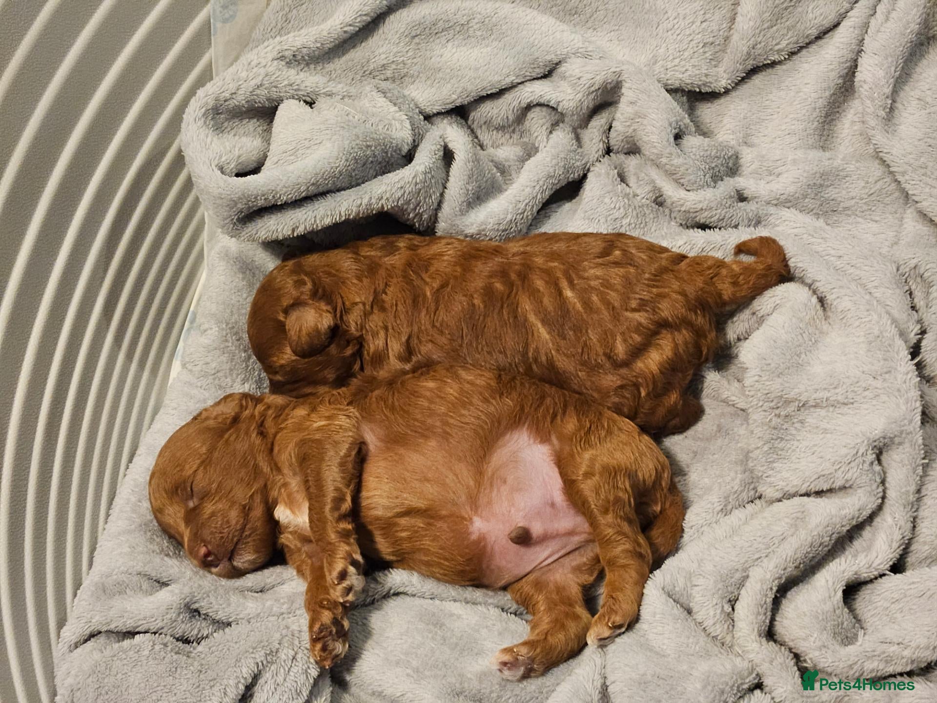 Toy Poodle dogs Stunning red toy poodle puppies - Advert 9