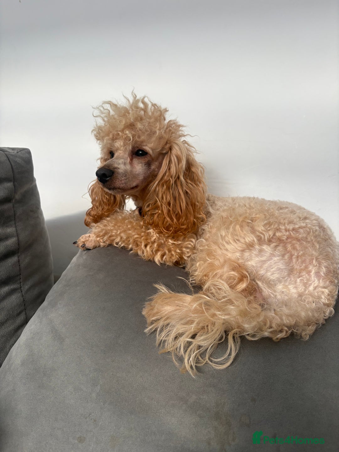 Toy Poodle dogs for sale: Super tiny toy poodle  - Advert 6