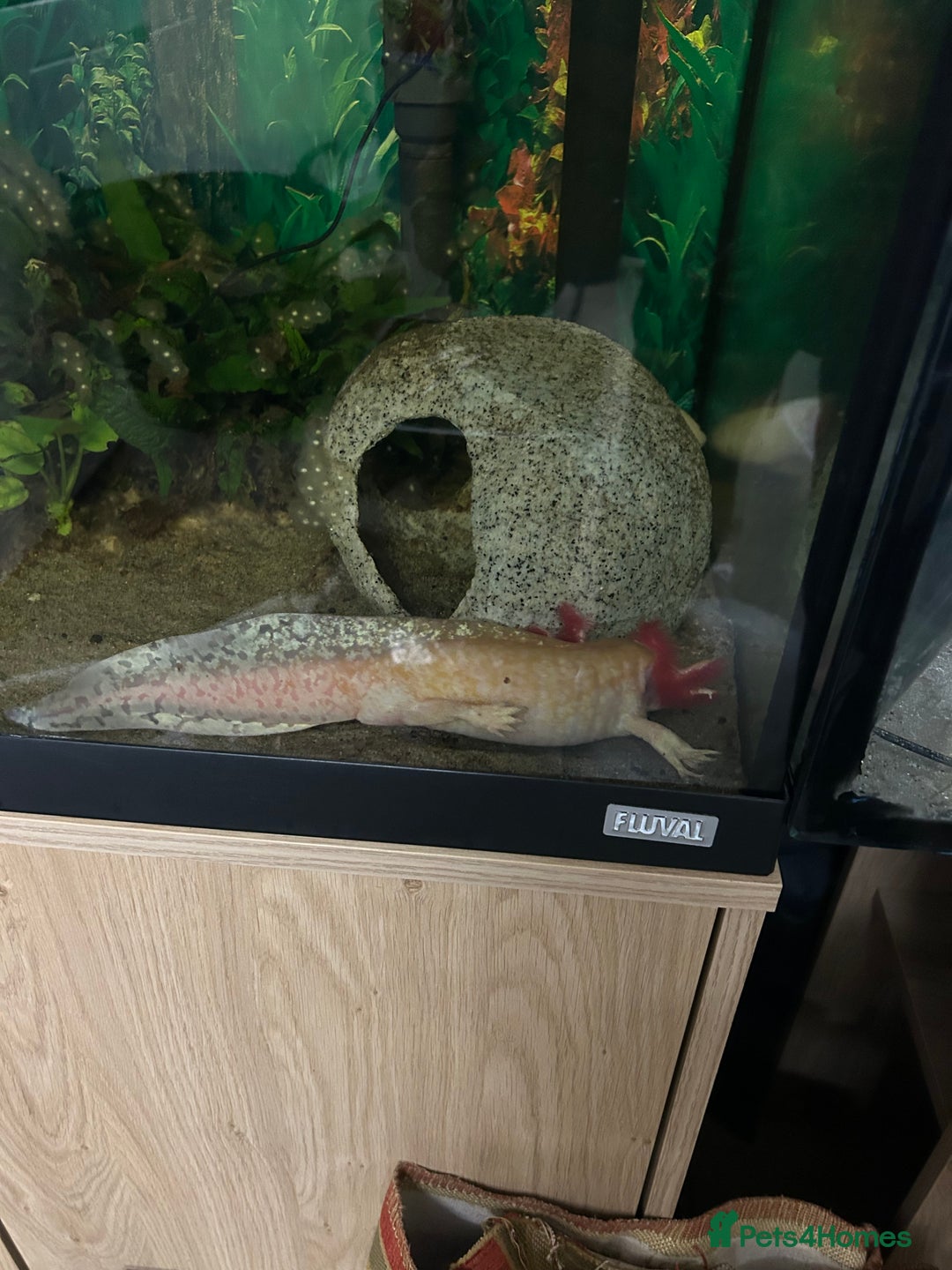 Gecko reptiles for sale: Axolotls - Image 2