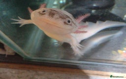 Axolotl reptiles for sale: Male axolotl  - Advert 5