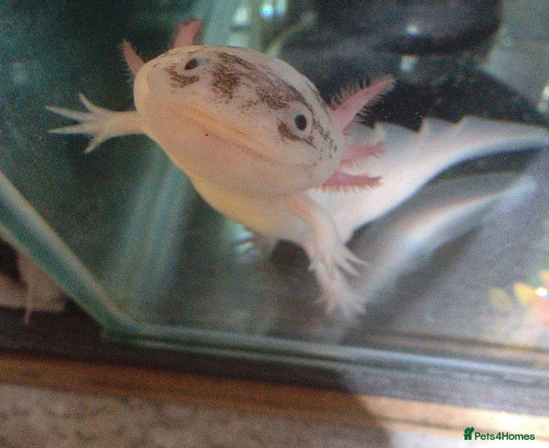 Axolotl reptiles for sale: Male axolotl  - Advert 5