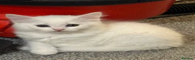 Turkish Angora 4