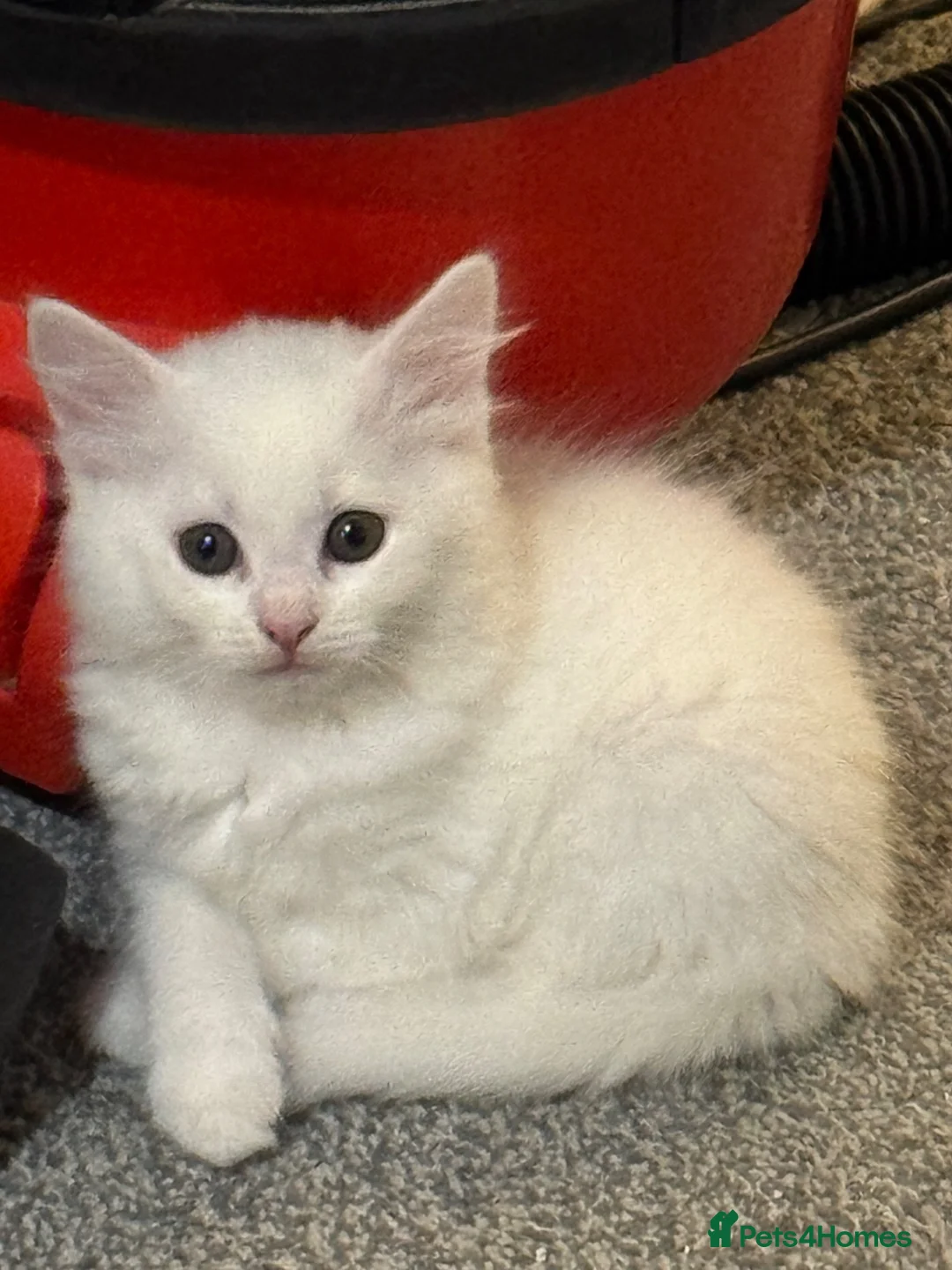 Turkish Angora cats for sale: Kitten for sale - Advert 6