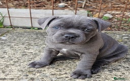 Staffordshire Bull Terrier dogs for sale: Staffordshire Bull Terrier boys - Image 1