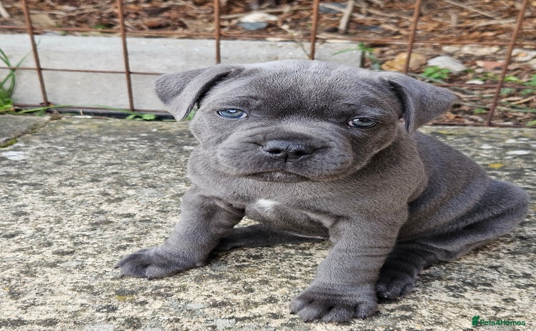 Staffordshire Bull Terrier dogs - Advert 1