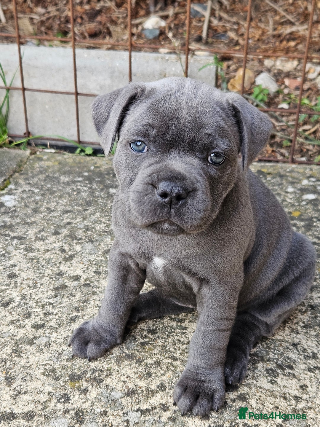 Staffordshire Bull Terrier dogs for sale: Staffordshire Bull Terrier boys - Image 1