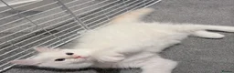 Ragdoll cats for sale: TICA Registered Blaze Red colour Ragdoll Kittens - Advert 26