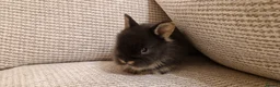 Lionhead rabbits for sale: Dustbunnies Lionheads for sale - Advert 7