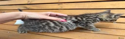 Mixed Breed cats for sale: Friendly farm kittens  - Advert 6