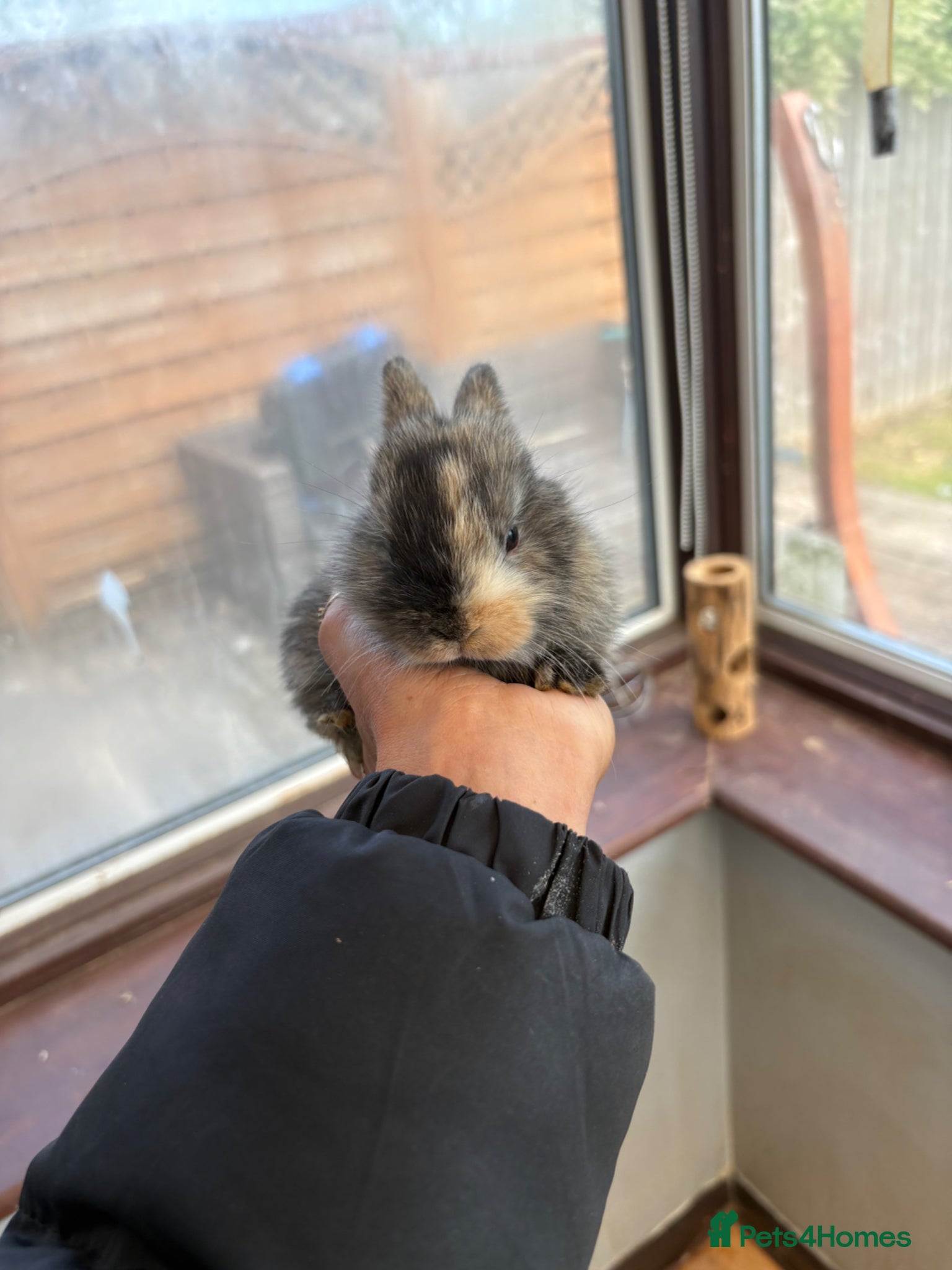 Mini Lop rabbits Baby rabbits  (last few) - Advert 23