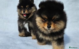 Pomeranian dogs for sale: Tiny Russian-Line Black & Tan Girls – Ready Now - Image 3