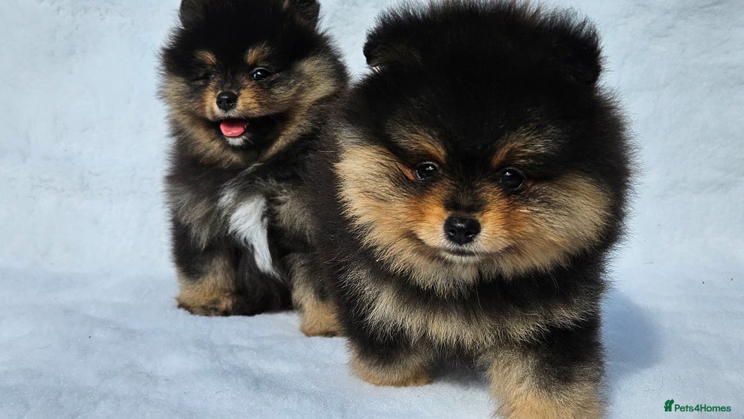 Pomeranian dogs for sale: Tiny Russian-Line Black & Tan Girls – Ready Now - Image 3