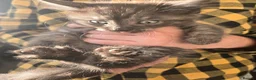 Ragdoll cats for sale: 11 Half-Ragdolls from £100 (READY TO LEAVE) - Advert 14