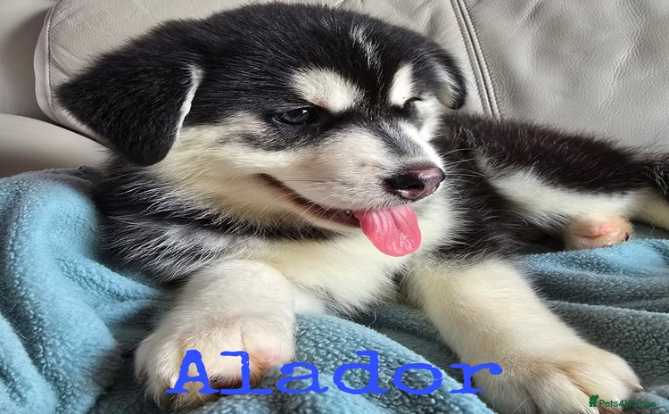 Pomsky dogs - Advert 2
