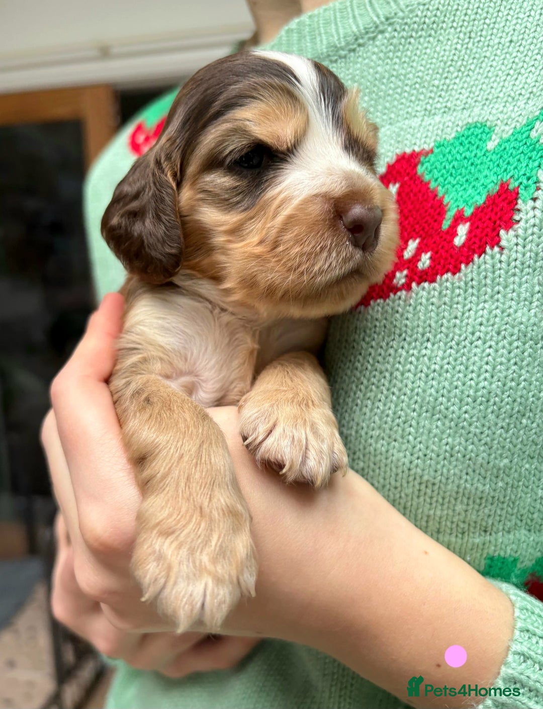 Cocker Spaniel dogs for sale: KC Show Cocker Spaniel Pups DNA health Simbawood  - Image 6