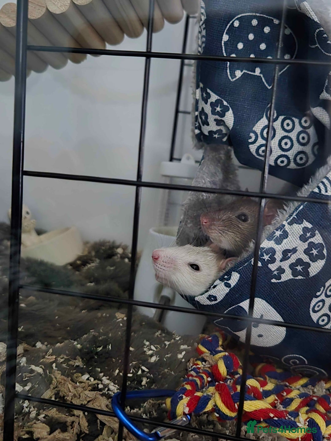 Rat rodents for sale: 2 female rats for rehoming - Advert 3