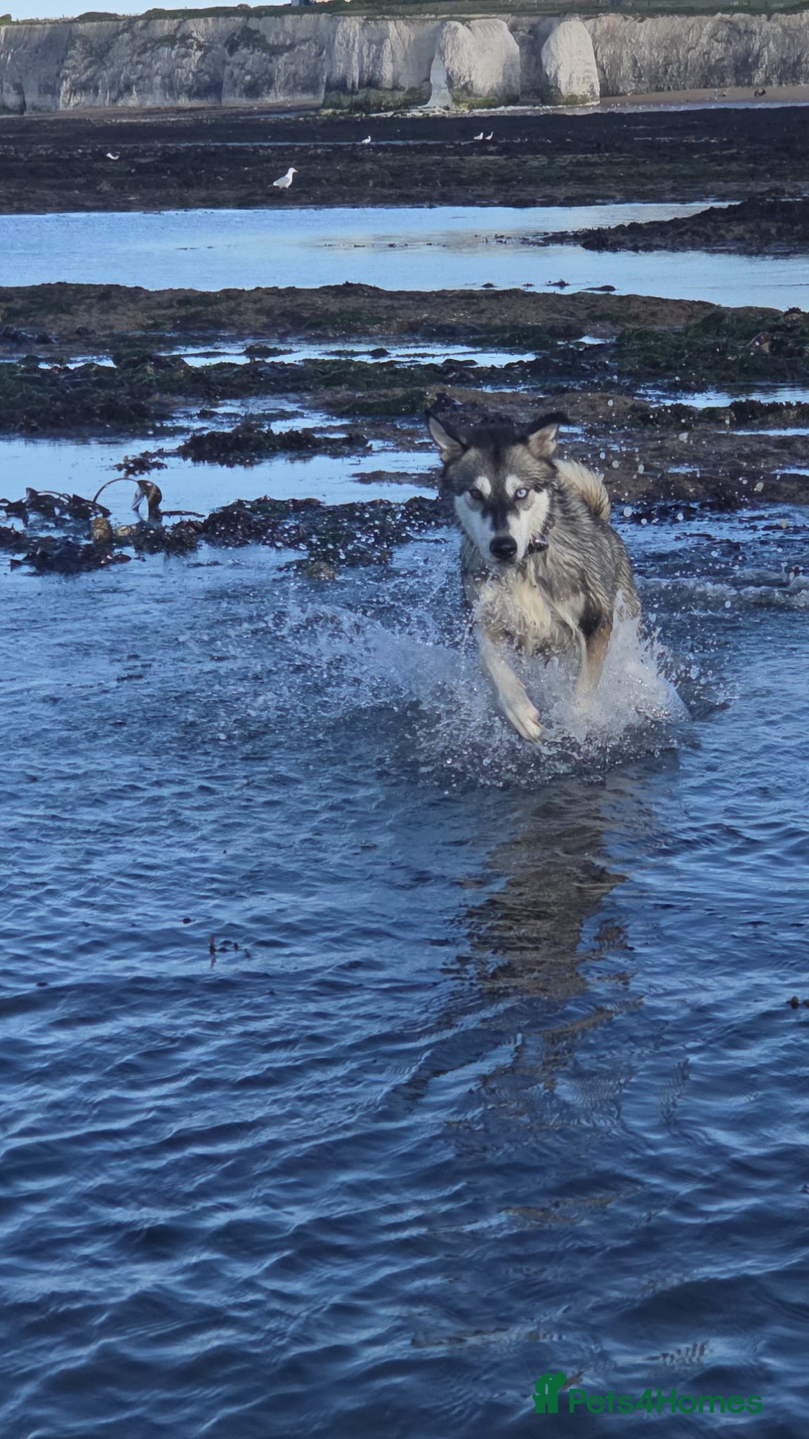 Siberian Husky dogs Beautiful husky female  - Advert 2