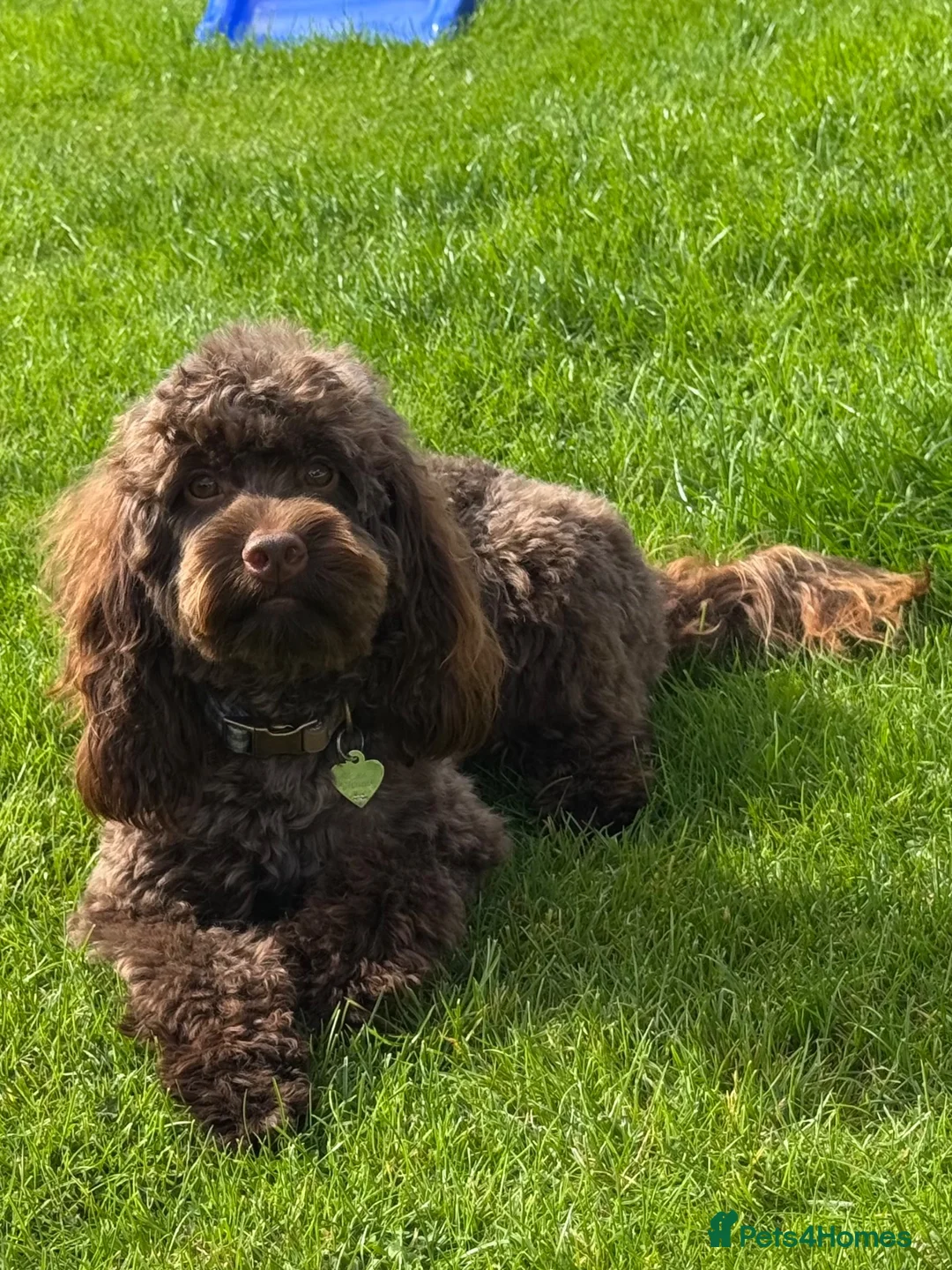 Mixed Breed dogs for stud: Cockapoo Stud in Barnsley - Advert 1