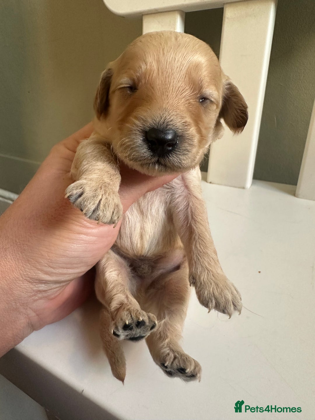 Goldendoodle dogs for sale: Miniature Goldendoodles - Ready Mid December  - Advert 14