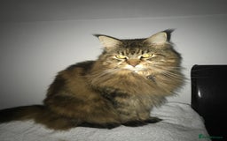 Maine Coon cats for sale: 11 year old Maine coon girl for rehome - Image 18
