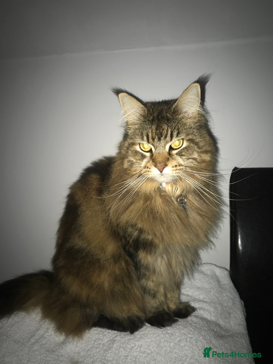 Maine Coon cats for sale: 11 year old Maine coon girl for rehome - Image 18