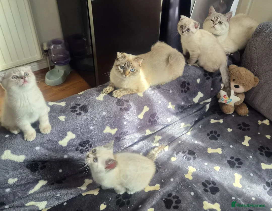 Scottish Fold cats for sale: Scottish Fold &Scottish Straight - Advert 31