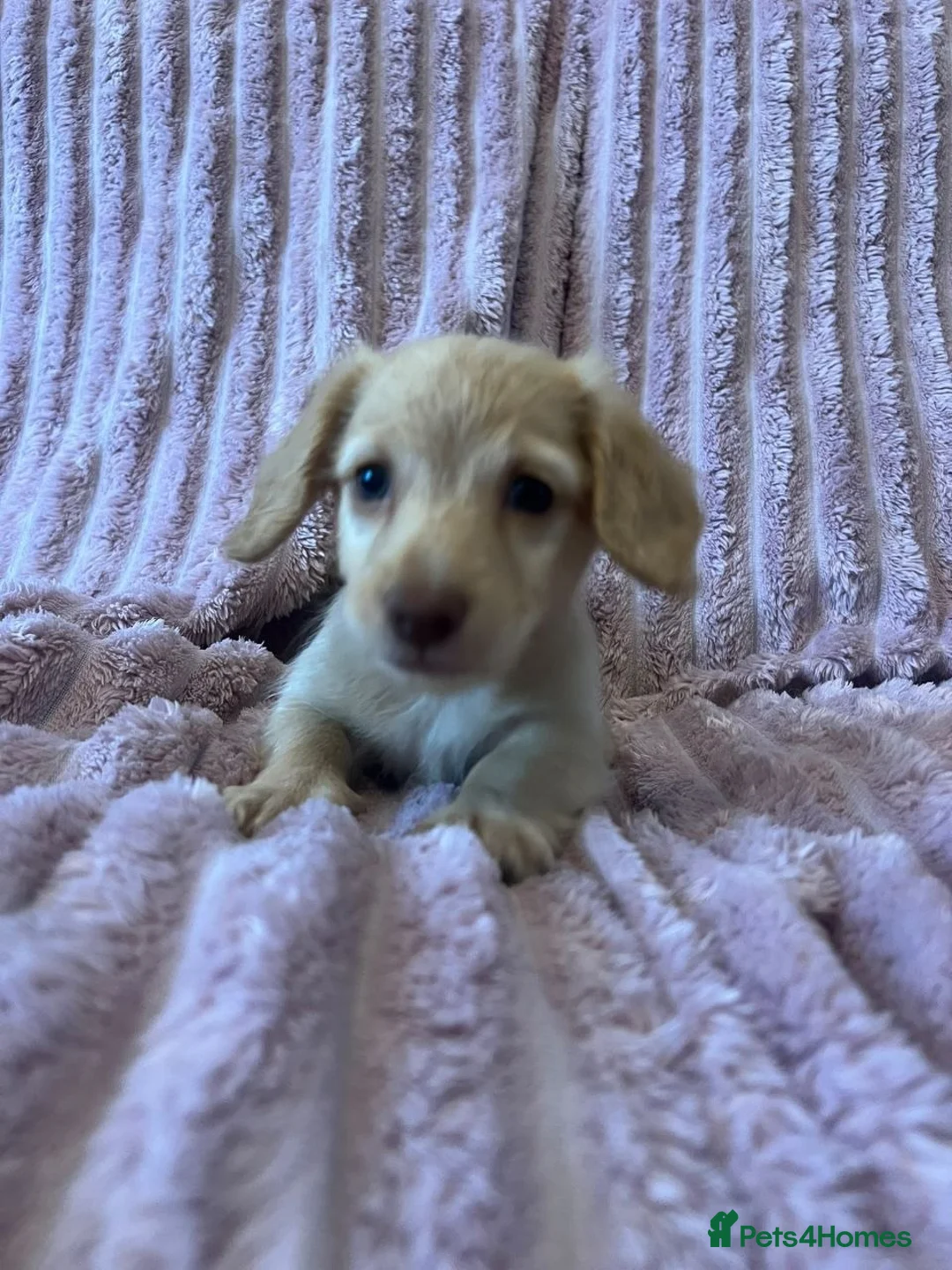 Miniature Dachshund dogs for sale: Adorable puppies for sale  in Blackburn - Advert 2